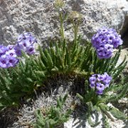SouthernSierra 334 : SouthernSierra